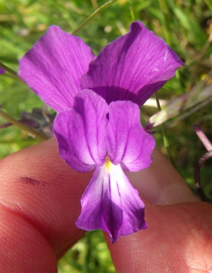 Viola garganica/Viola del Gargano